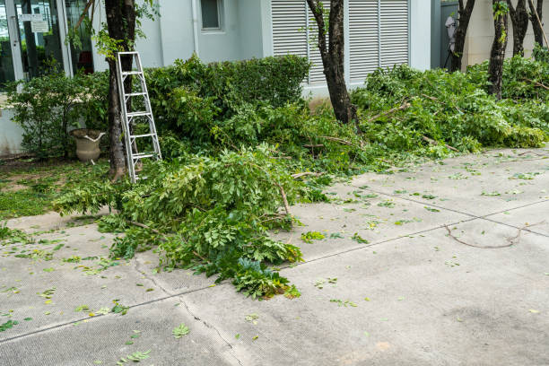 Dresser, WI Tree Services Company